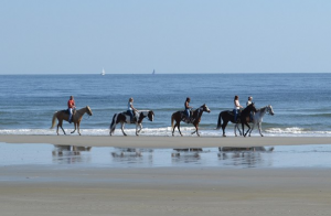 horses on beach