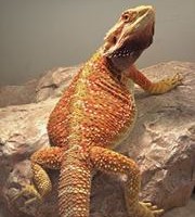 Reptile on rock