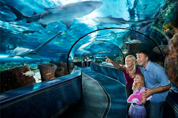 Kids Hands on Attraction - Ripleys Aquarium