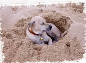 Leggi della spiaggia di Myrtle per i cani