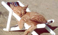 Beach Chair to the Beach