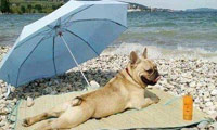 Umbrella at the Beach