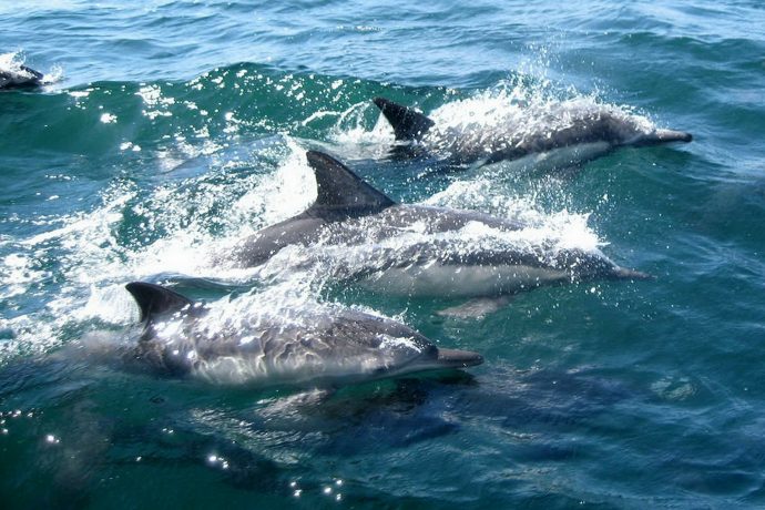 Dolphin Tours North Myrtle Beach