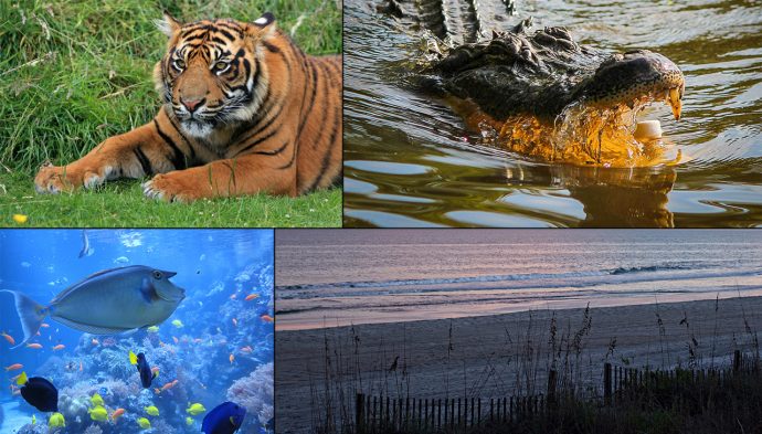 Top 5 Places To Spot Wildlife In Myrtle Beach