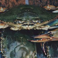 Tips for Catching Crabs in North Myrtle Beach