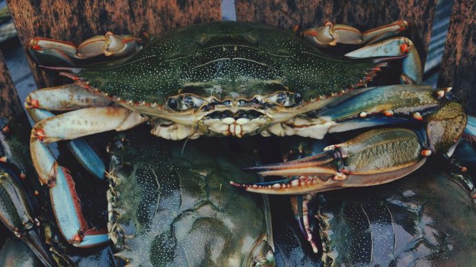Tips For Catching Crabs In North Myrtle Beach