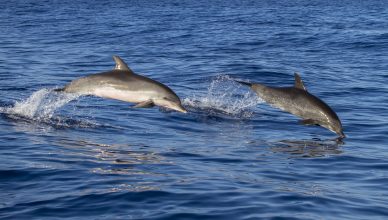 Top 5 Ways To See Dolphins In North Myrtle Beach